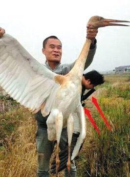鸡鸣白鹤最新爆料,娱乐圈最新爆料大起底 第1张 鸡鸣白鹤最新爆料,娱乐圈最新爆料大起底 第1张