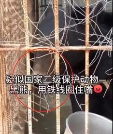 长春铁丝厂爆料视频大全,揭秘工厂内幕与真实故事 第3张 长春铁丝厂爆料视频大全,揭秘工厂内幕与真实故事 第3张