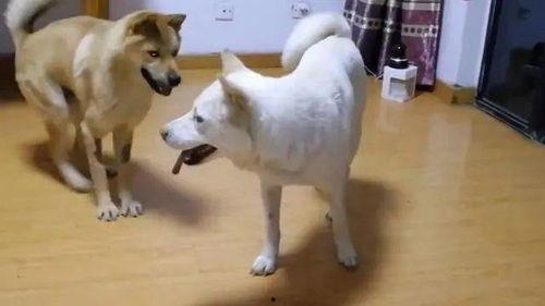 娱乐吃瓜酱忠犬,吃瓜酱的忠实伴侣 第2张 娱乐吃瓜酱忠犬,吃瓜酱的忠实伴侣 第2张