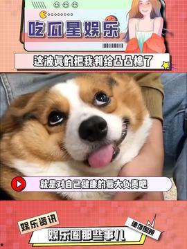 娱乐吃瓜酱忠犬,吃瓜酱的忠实伴侣 第3张 娱乐吃瓜酱忠犬,吃瓜酱的忠实伴侣 第3张