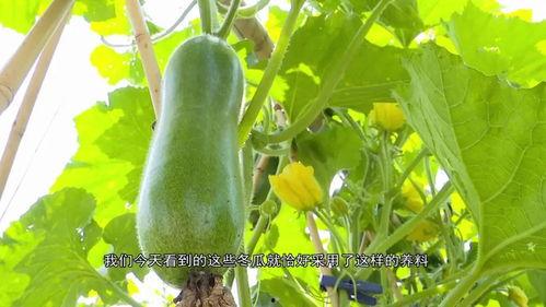 娱乐区吃瓜,揭秘明星们的“吃瓜”日常 第3张 娱乐区吃瓜,揭秘明星们的“吃瓜”日常 第3张