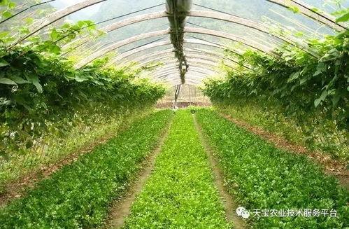 蔬菜种植爆料怎么做视频,打造精彩视频教程，轻松掌握种植技巧  第1张