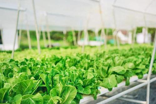 蔬菜种植爆料怎么做视频,打造精彩视频教程，轻松掌握种植技巧  第3张