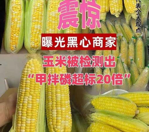 玉米最新爆料视频,惊人内幕曝光! 第2张 玉米最新爆料视频,惊人内幕曝光! 第2张