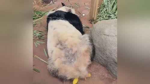 乐乐熊猫最新爆料消息,最新爆料带你探秘娱乐圈风云
