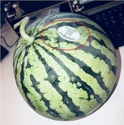 网红吃瓜头像图片高清,揭秘网络红人的时尚潮流与趣味生活  第2张