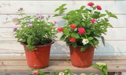 和平集市最新爆料视频,揭秘神秘视频背后的惊人真相! 第3张 和平集市最新爆料视频,揭秘神秘视频背后的惊人真相! 第3张